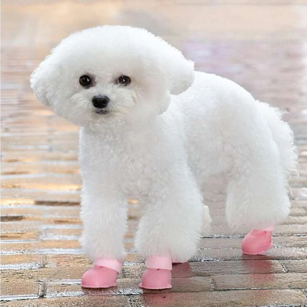 Dog Rain Boots ☔️🌧️🐕🐶 NWOT